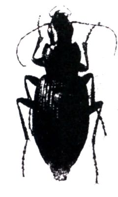 laemostenus euxinicus; Laemostenus (Pristonychus) euxinicus (Nitzu, 1998), ord. Coleoptera, fam. Carabidae