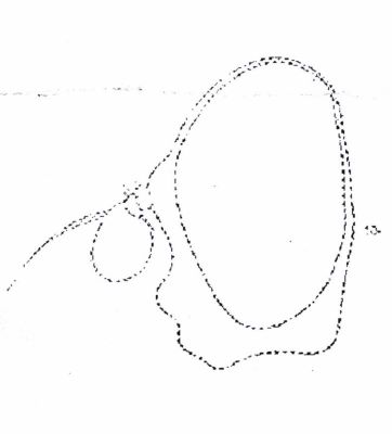 Cheilosia cumanica (Szilady, 1938)