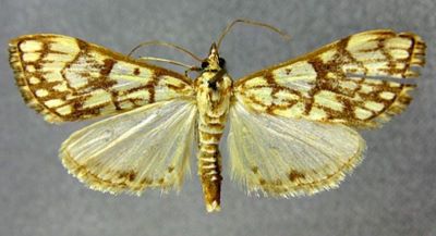 Polygrammodes priscalis (Caradja, 1937)