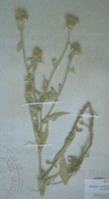 vinețele; Centaurea phrygia (L.) ssp. melanocalathia (Borbas) (Dostal)