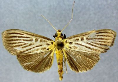 Tyspanodes obscuralis (Caradja, 1925)