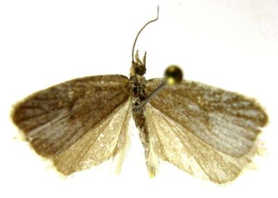 eana darvaza ssp. batangiana; Eana darvaza batangiana (Razowski, 1965)
