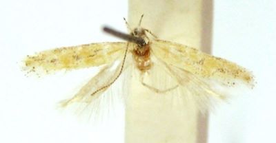 ephysteris chretieni; Ephysteris (Opacopsia) chretieni (Povolny, 1967)