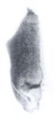 melc; Limax maximus altenai (Grossu et Lupu, 1960)