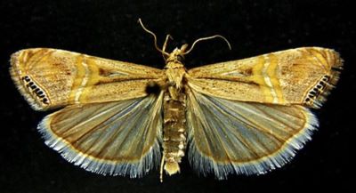 Eromene ocellea f. obscurior (Caradja, 1916)