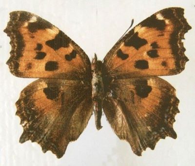 nymphalis xanthomelas xanthomelas, f. fervescens; Nymphalis xanthomelas xanthomelas (Denis & Schiffermüller, 1775), f. fervescens Stichel, 1906