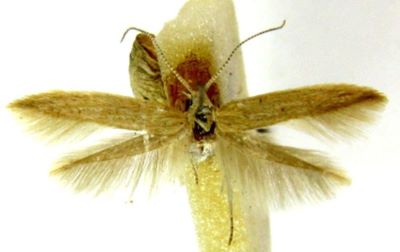 Coleophora leucophaeella (Caradja, 1920)