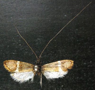 Nemotois chionella (Caradja, 1935)