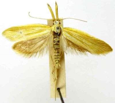 Pleurota karmeliella (Amsel, 1935)