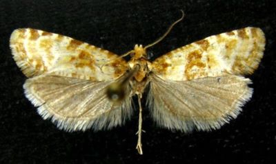 Euxanthis ochromixtana (Kennel, 1913)