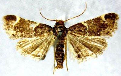 Pyralis lienigialis var. dacicalis (Caradja, 1903)