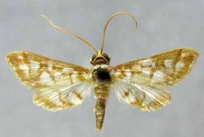 Bocchoris minima (Hedemann, 1894)