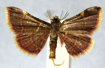 Rhynchopygia kwangtungialis (Caradja, 1933)