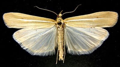Crambus deliellus f. asiaticus (Caradja, 1910)