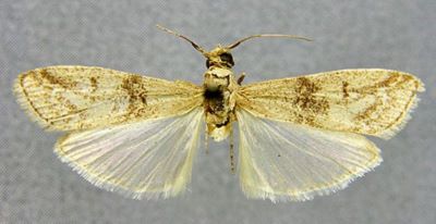 Aphyletes nigrisparsella var. derbentella (Caradja, 1910)