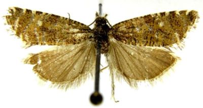 Argyroploce stibiana var. sibiriana (Caradja, 1916)