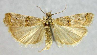 Brephia compositella var. iconiensis (Caradja, 1910)
