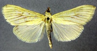 loxostege nudalis; Loxostege palealis var. extremalis (Caradja, 1916)