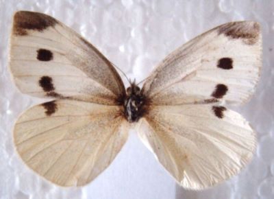 Pieris rapae rapae (Linnaeus, 1758)