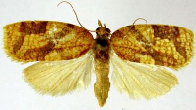 adoxyphyes templana; Adoxophyes templana (Pagenstecher, 1900)
