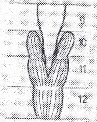 Octodrilus exacystis exacystis (Rosa, 1896)