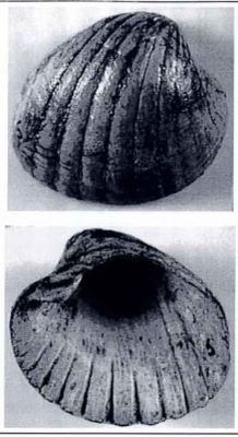 prosodacna murgeanui - holotip; Prosodacna (Psilodon) murgeanui (Papaianopol, 1992)