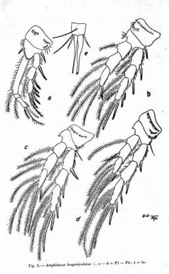 Amphiascus longarticulatus (Marcus, 1974)