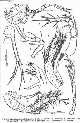 Campylaspis menziesi (Muradian, 1979)