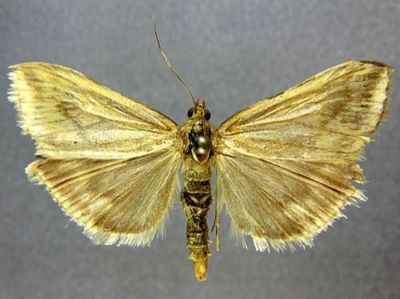 Loxostege turbidalis var. glauca (Caradja, 1934)