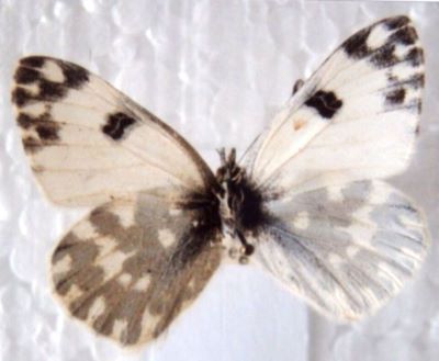 Pontia daplidice daplidice (Linnaeus, 1758)