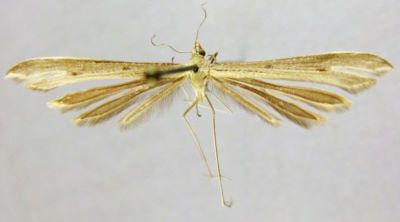 Stenoptilia caradjai (Gibeaux, 1995)