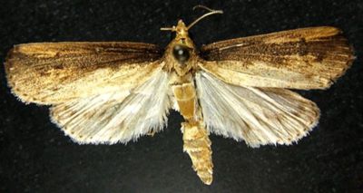 Schoenobius gigantellus f. nigristriellus (Popescu-Gorj, Olaru & Drăghia, 1972)