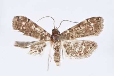 Nymphula foedalis f. cantonalis Caradja, 1925