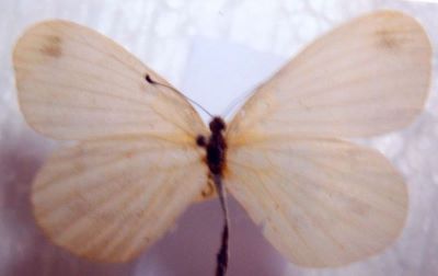Leptidea sinapis (Linnaeus, 1758) ssp.diniensis (Boisduval, 1839)