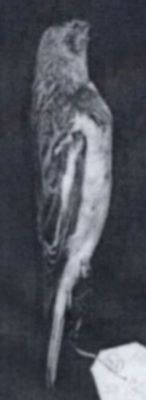 Plectrophenax nivalis nivalis (Linnaeus, 1758)