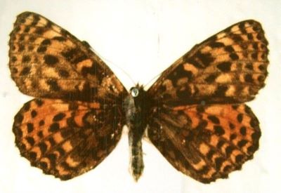 melitaea didyma didyma f. meridionalis; Melitaea didyma didyma (Esper, 1779) f. meridionalis (Staudinger, 1870)