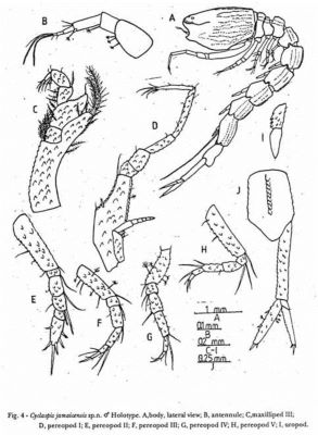 Cyclaspis jamaicensis (Petrescu, Iliffe and Sârbu, 1993)