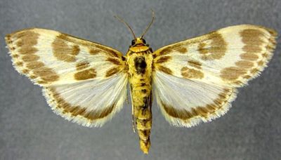 Epiparbattia gloriosalis (Caradja, 1925)