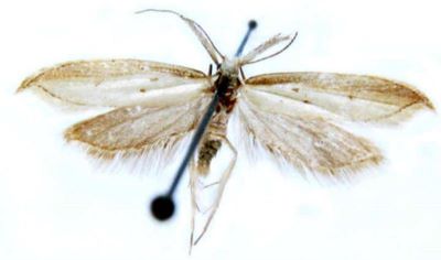 holoscolia majorella; Holoscolia berytella (Rebel, 1902)