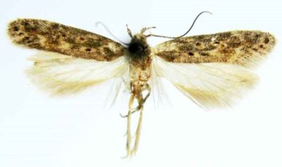 Lita atriplicella clarella (Caradja, 1920)