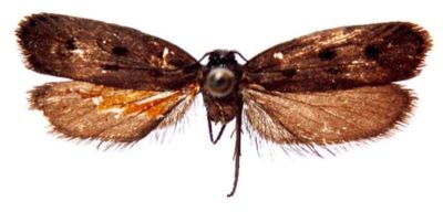 Psecadia mongolica (Rebel, 1901)