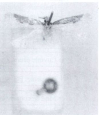 tinea tischeriella; Tinea tetraonella (Walsingham, 1897)
