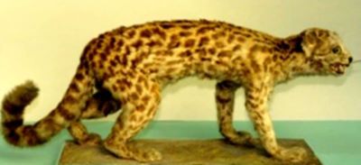 margay; Leopardus wiedi (Schinz, 1821)
