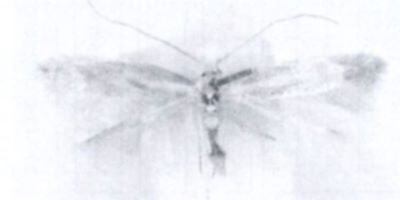 Phylonoricter cytisella (Rebel, 1896)