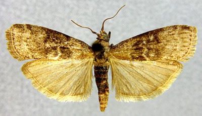 Cnephidia sinensis (Caradja, 1927)