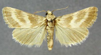 Stiphrometasia pharaonalis (Caradja, 1916)