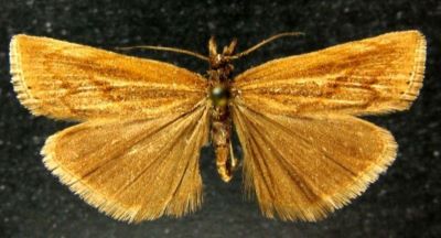 Crambus alaicus f. atrellus (Caradja, 1910)