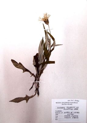 vinețele; Centaurea pinnatifida Schur, 1866
