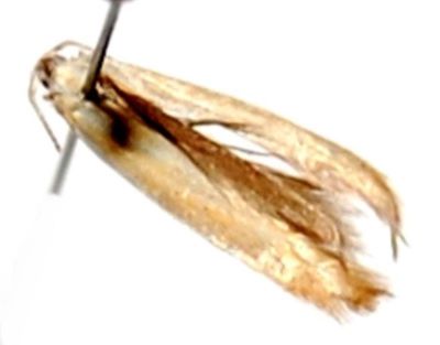 Membrania (Longibacillia) stanoiuii (Nemeș, 2004)