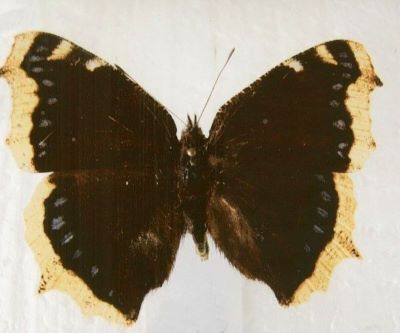 Nymphalis antiopa antiopa (Linnaeus, 1758)